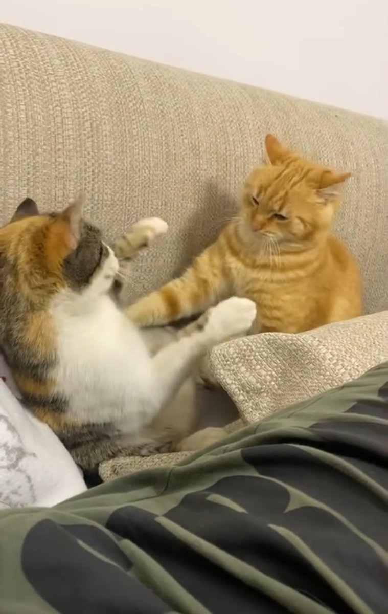 Edhe un isha rrok me ta qishtu ama ajo dojke me kan e lir