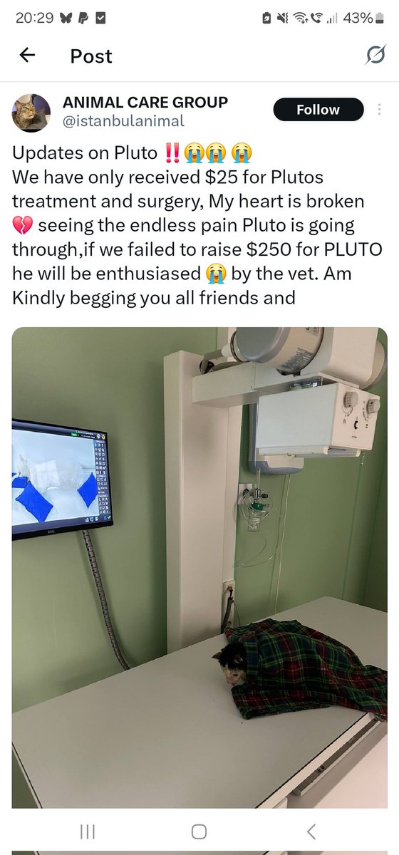 tws_pk2's tweet image. The scam account @istanbulanimal is still active and using the cat they call Pluto to defraud kind people. We have exposed this group multiple times but X is not taking down the account. Could everyone share this post so that people do not donate for a cat that is not with them