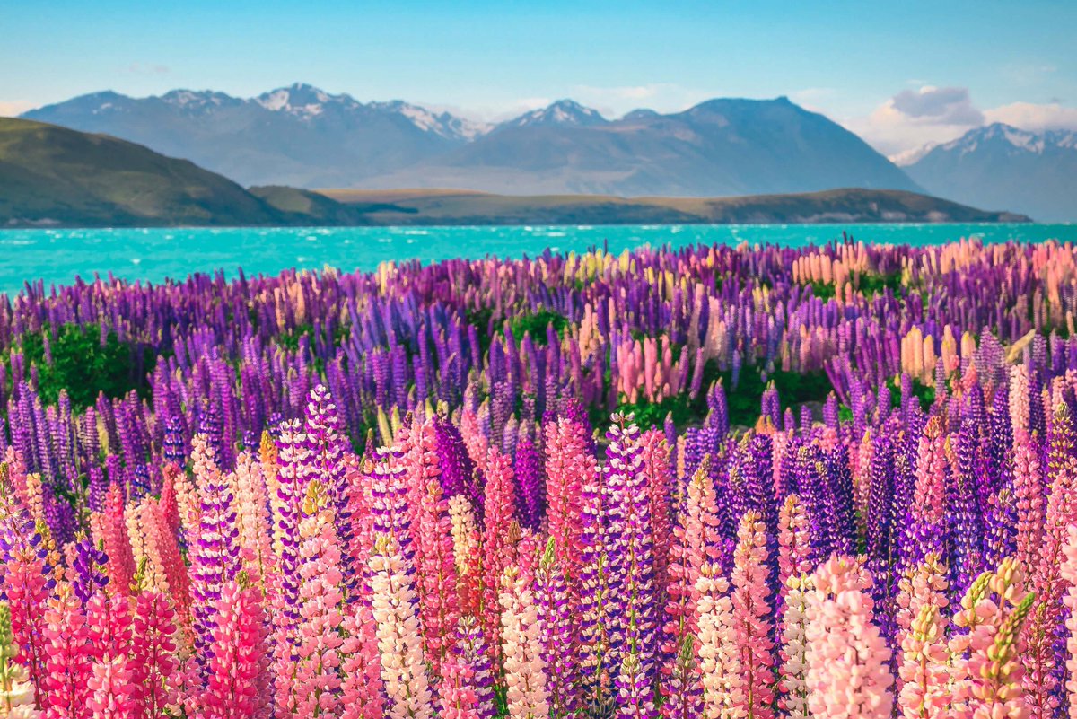 Summer in the South!
Summer will be with us soon in the Southern Hemisphere. Beautiful &amp; Colourful Lake Tekapo in New Zealand, &amp; the beginning of the hydro canal system on the Waitaki River. Also, 4456 Freemasons &amp; 168 Lodges around New Zealand. Amazing! freemasonsnz.org/join