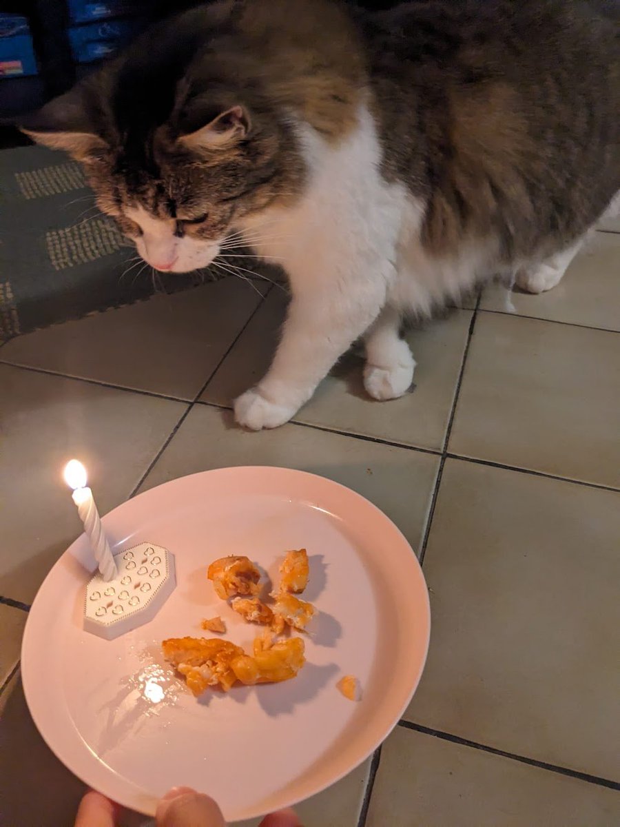 CraftingVegeto's tweet image. Neo is now 1 years old!!!!!!! (it was actually 2 weeks ago but shhh)