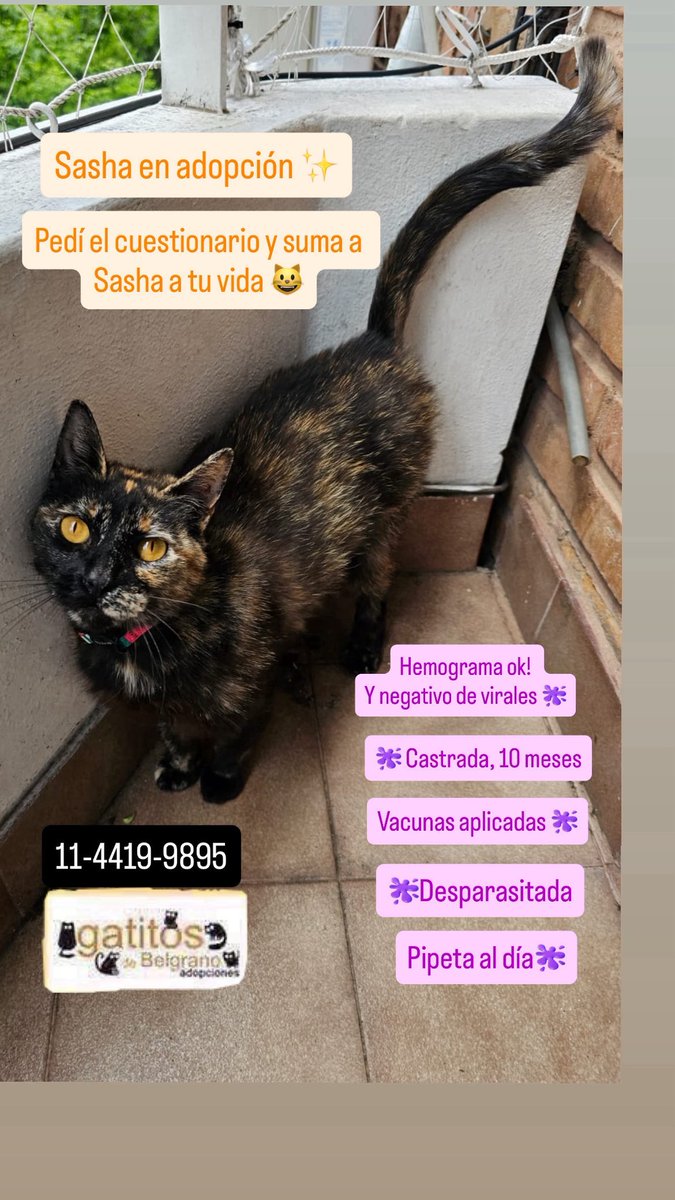 Gatitos de Belgrano tweet media