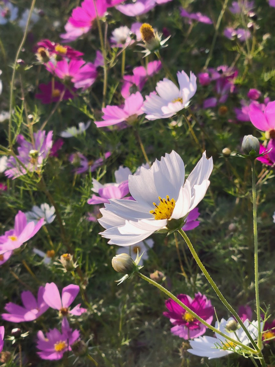 8k🍊🍓苺花🍓🍊k5 on X