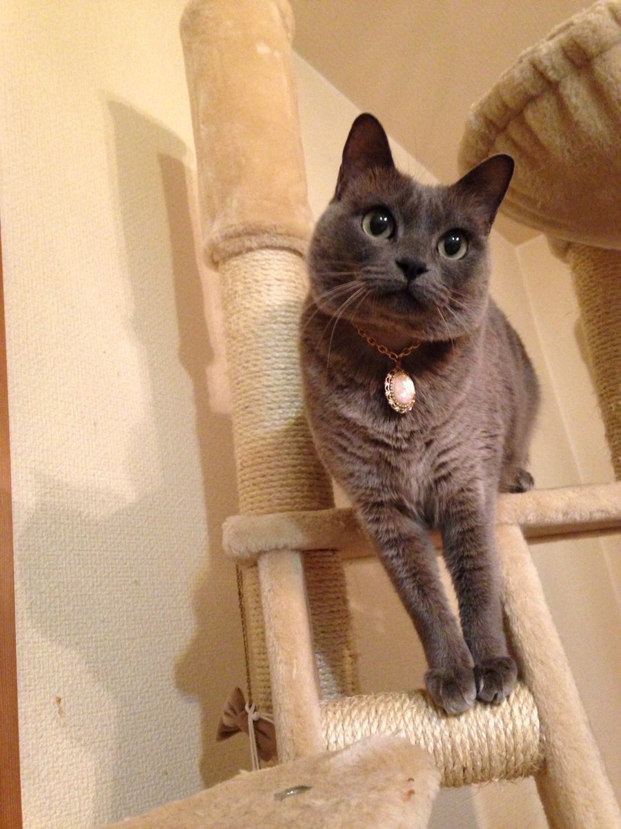 森山風歩（イチゴちゃん←byリリー・フランキーさん） (@kazahonyan