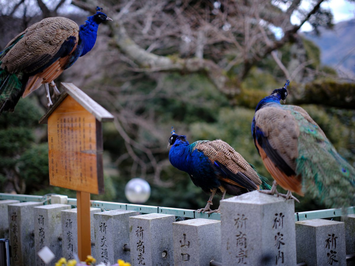 完売　縁起木＊魔除け【今春2年生と3年生になりました！天然＊野生のもみの木さん】 AkimotoMiii on X