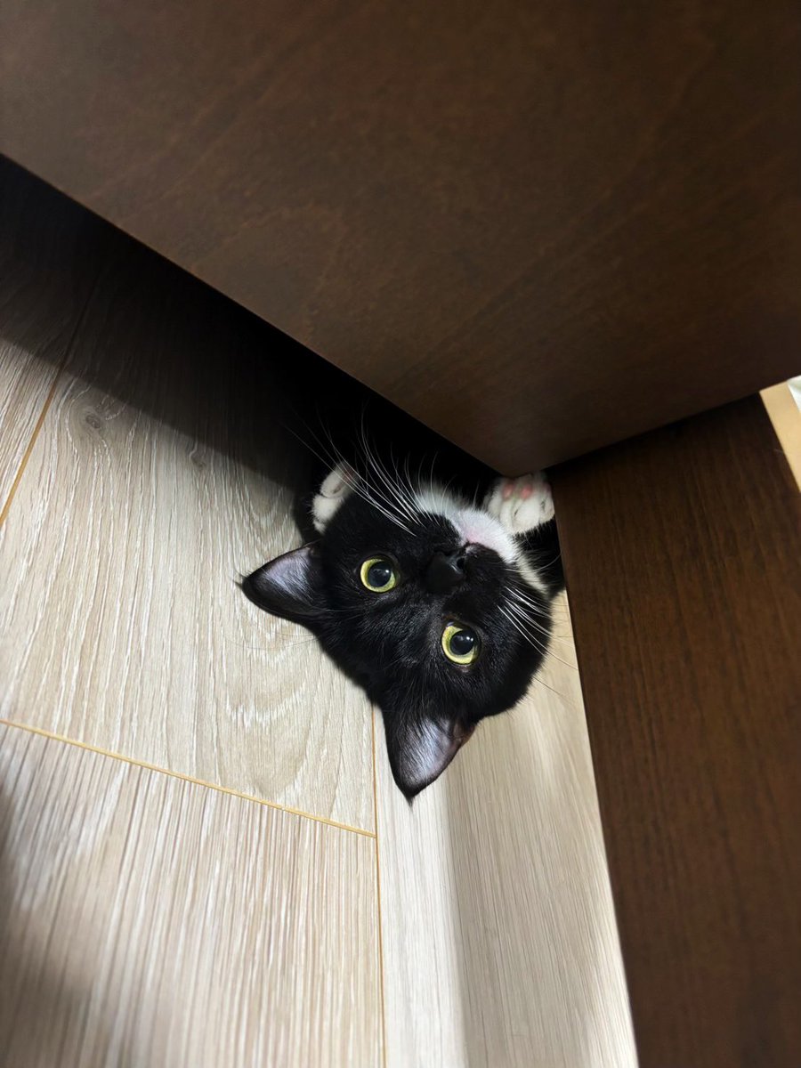 こはぜ (@kohaze102) / Posts / X