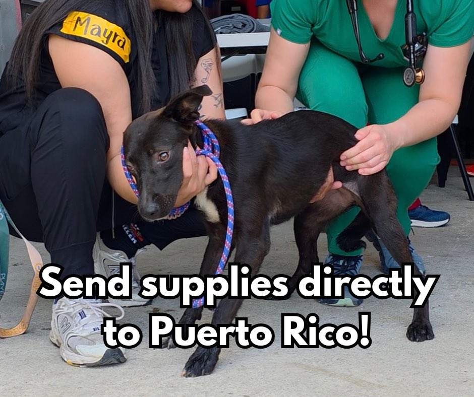 TheSatoProject's tweet photo. SEND SUPPLIES DIRECTLY TO PUERTO RICO!

https://t.co/wy3VwkuuTQ

We’re making it easier than ever for our #SatoStrong community to pitch in and fight back alongside us. Our #OperationSato Amazon Wishlist has been updated with new items we desperately need to keep delivering these surgeries and vaccinations to the owned and stray dogs of Puerto Rico, completely free of cost to owners and feeding route caretakers. It just takes a few clicks to send crucial medical supplies directly to the island, where they’ll be immediately put to use serving sato patients like this one!

Some of the options on our list include:
🧤surgical gloves, for hygienic and safe procedures
🧻paper towels, to keep our spaces clean
💳Visa gift cards, to purchase snacks, water, and other important items to keep our vets, tech, and staff hydrated and fueled during their 12-14 hour days

And more!
