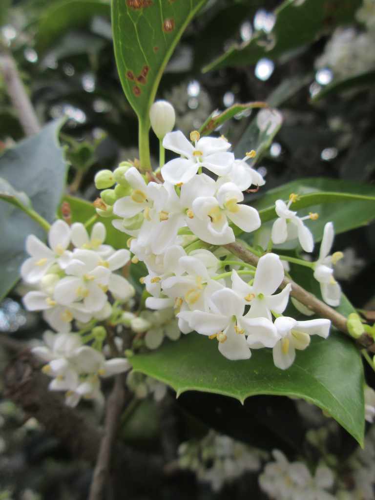 アジサイ.。o○ OW M アジサイ.。o○ OW M アジサイ.。o○ OW M