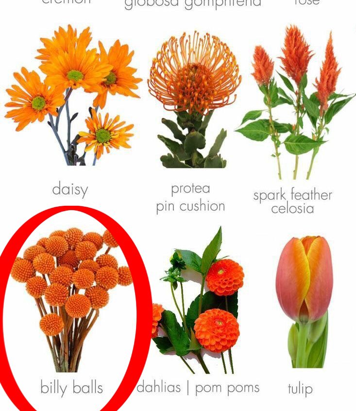 Was looking for fairy inspiration and found a flower called “billy balls” loll