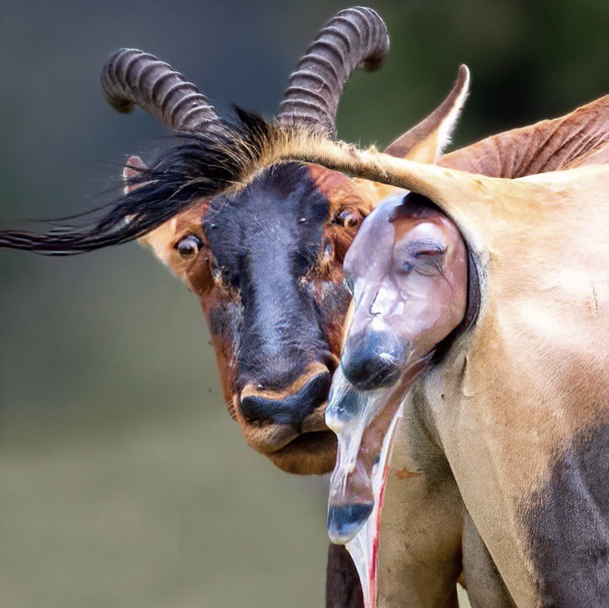 taasianam's tweet image. ببین حتی قوچ میفهمه زایمان چقدر هولناکه، پشماش ریخته
بعد مرد ایرانی اینجوریه که بدن زن اصلا برا زاییدن ساخته شده واقعا سخت چه ای