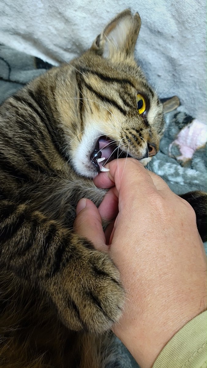 今日も一日🐈️ 