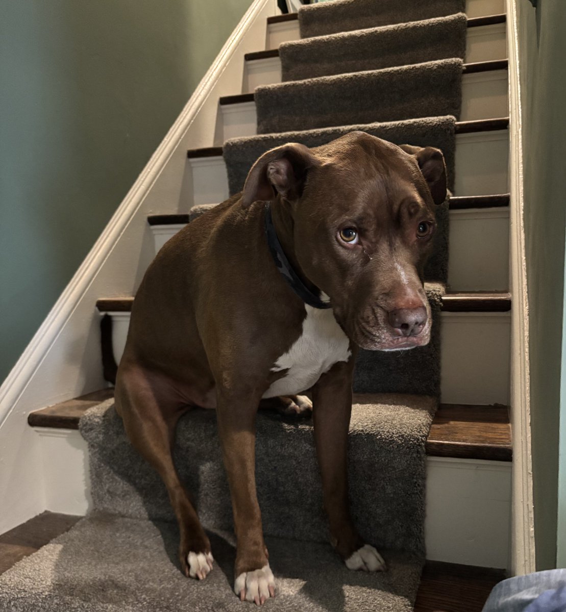 I’m trying to clean the house and this weirdo is like I think I’ll sit riiiiiight here