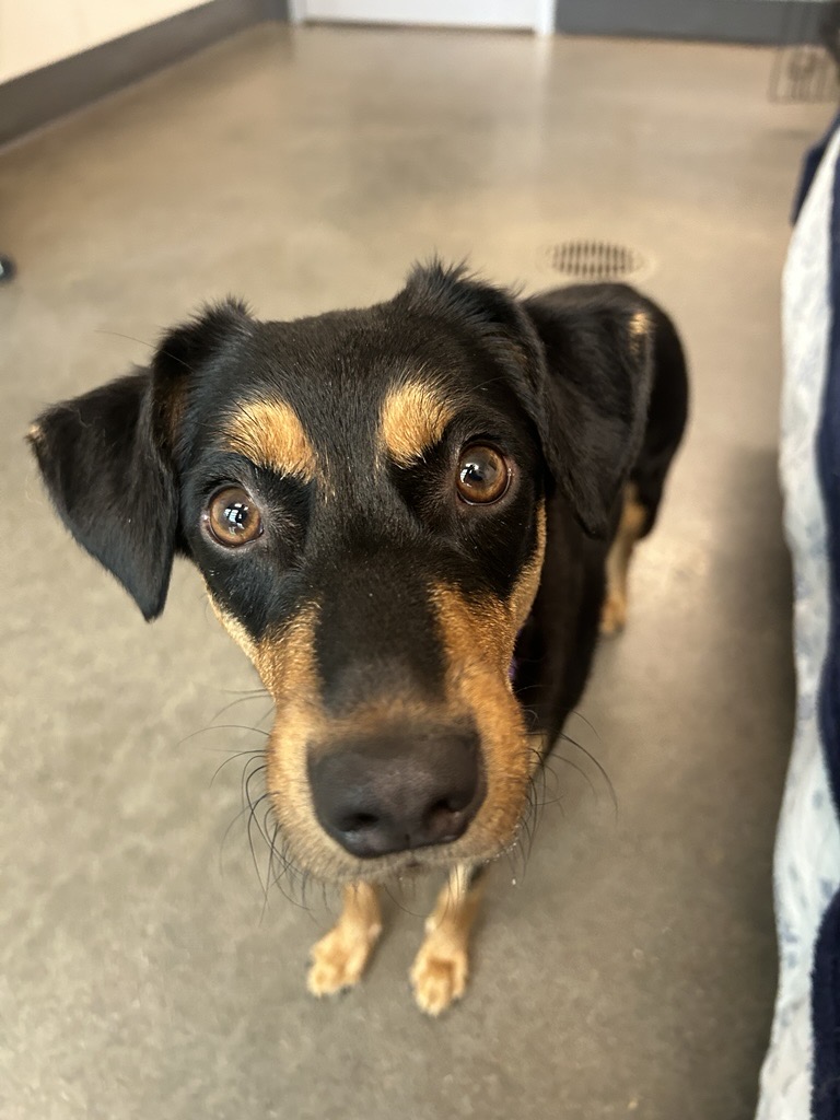 How boopable is Dahlia’s nose? 👉🐶
Take her home today: aspca.org/adopt-pet/nort…