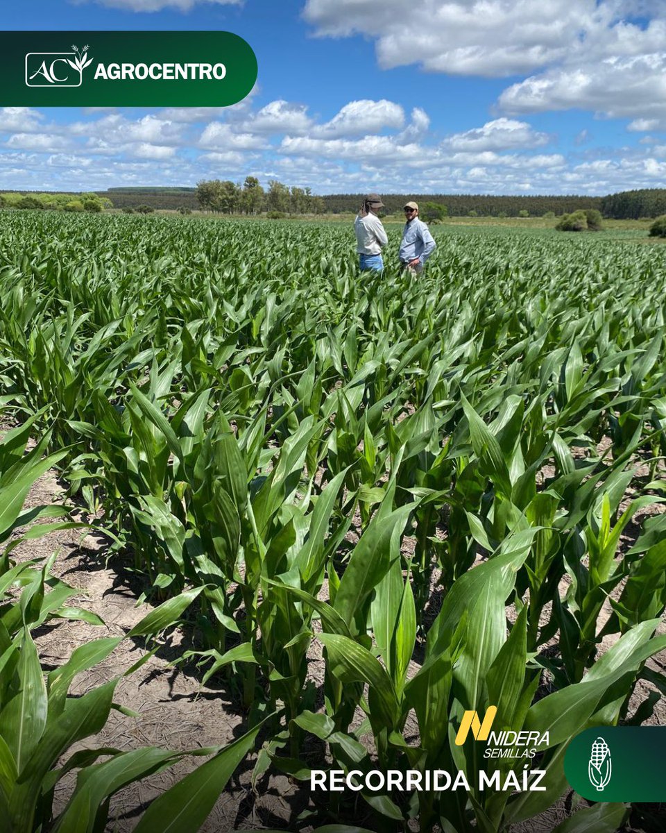 Agrocentro Uruguay tweet media