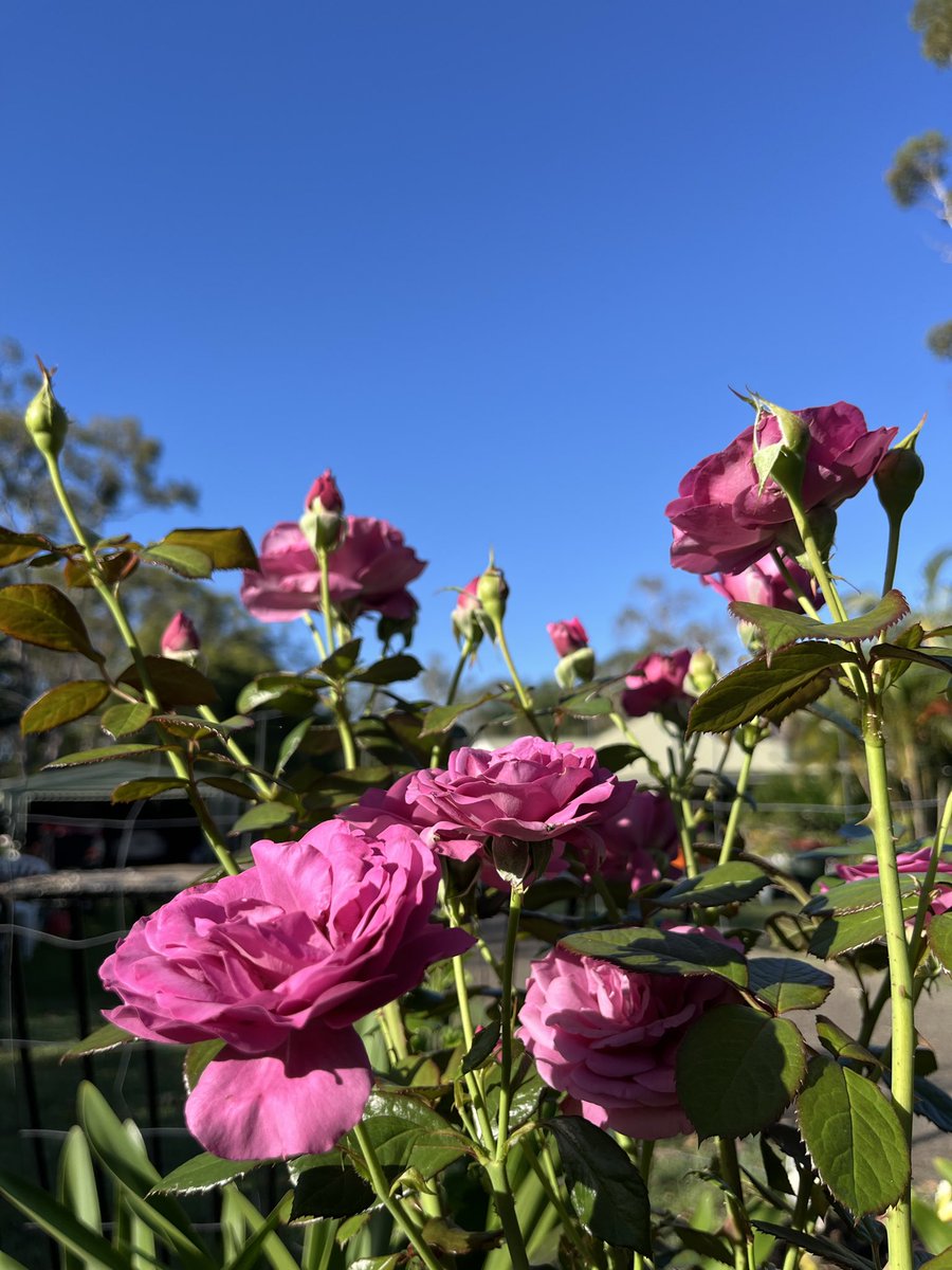 Yuzuyuzu ✨一期一会✨⛸️Echoes of Life⛸️ on X
