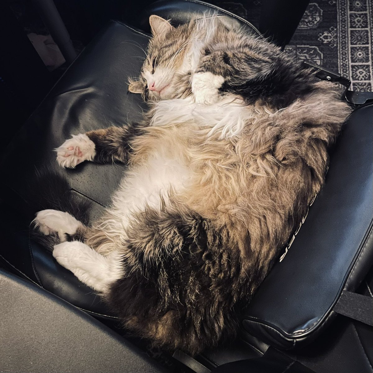 Det finns relativt få godtagbara anledningar att missa gaming med polarna. 

En godtagbar anledning ses på bilden. 

(Han snarkar också som ett sågverk)