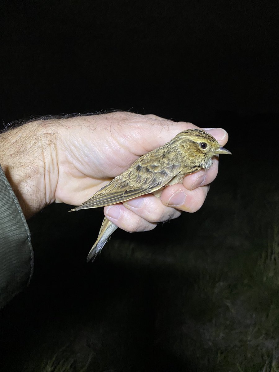Last night using the thermal imager, monitoring farmland birds. The highlight of a small catch was this retrap Skylark ringed in 2022 #londonbirds