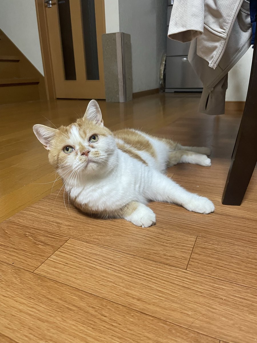 マロンとモンブラン (@tmnr1213) / Posts / X