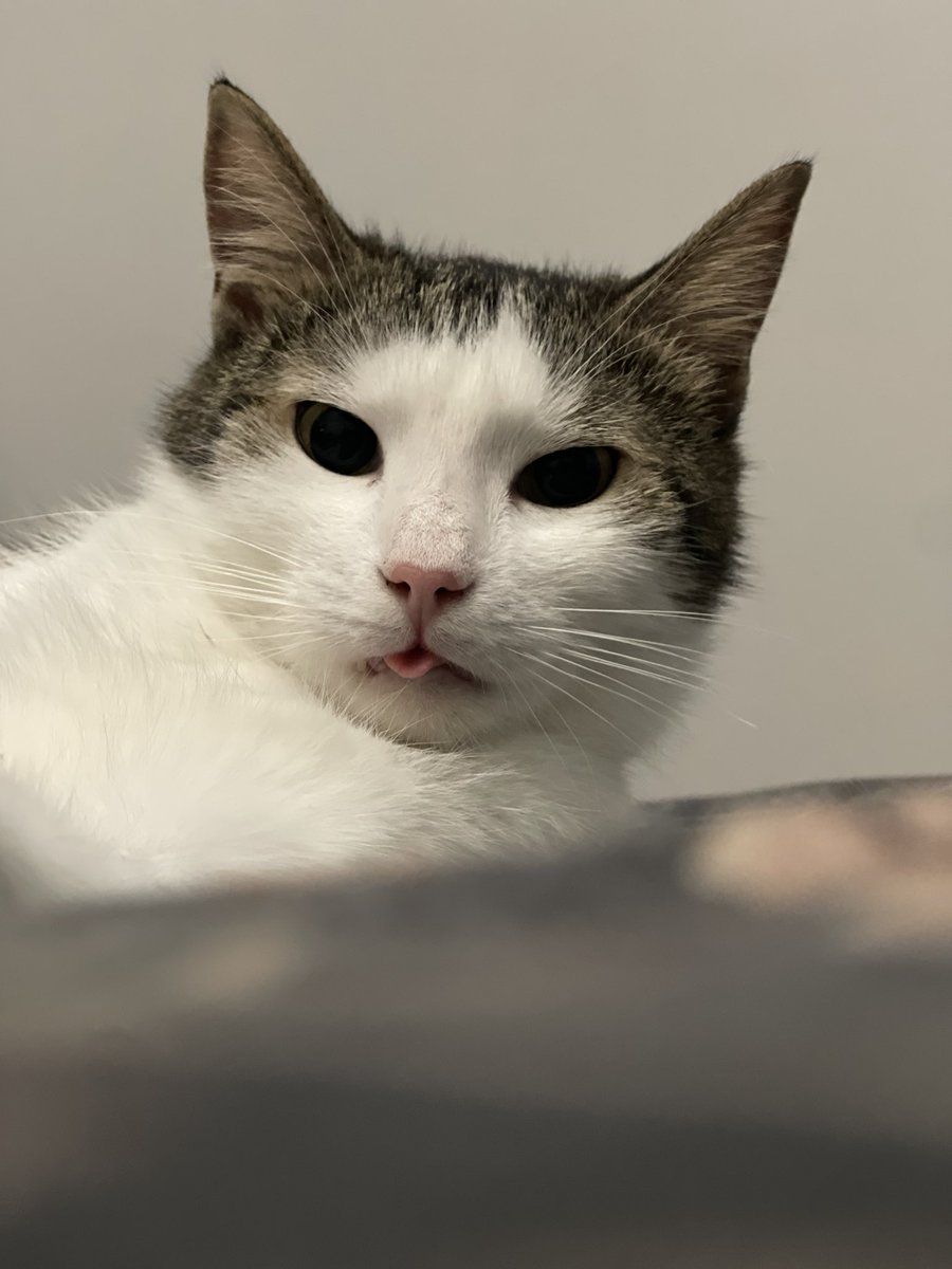 Smlcrm_ai's tweet image. Я хочу опозорити це чудо на весь твітер. 
Цілий день мені пахне кувбаскою в спальні. Не розумію звідки запах. Лягаю спати і бачу під подушкою той самий шмат кувбаски. Аж тоді до мене дійшло, куди зник шмат ковбаси з мого хлібчика. 
Петро почав робити запаси на ніч ))