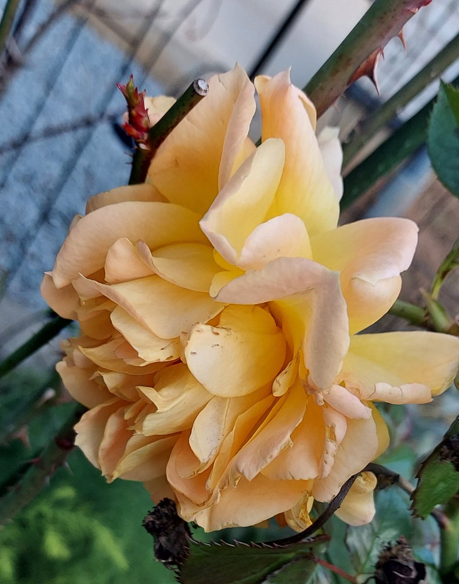 Ottoさんバラ売り kkdz25565_1.jpg