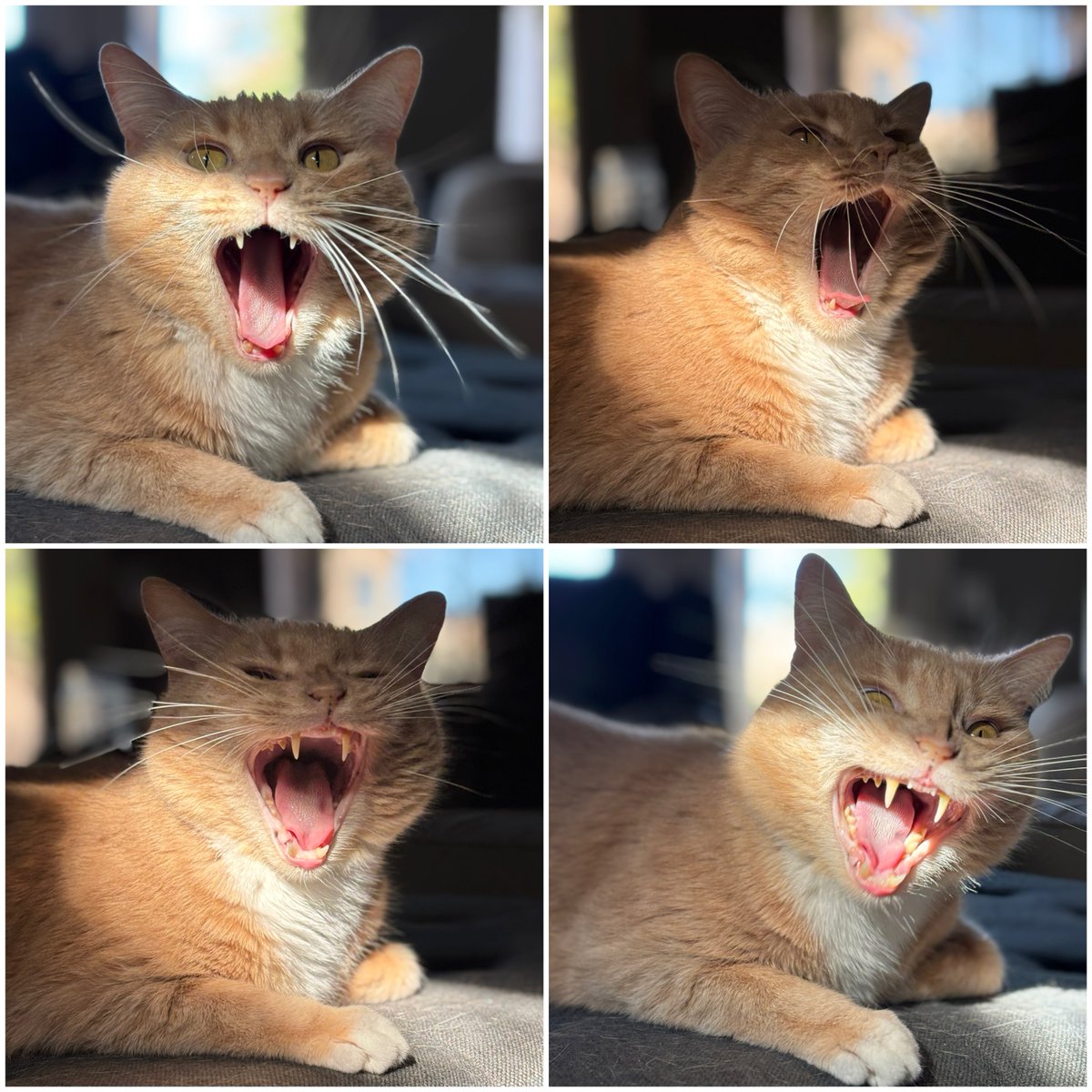 PapaJosh tweet media