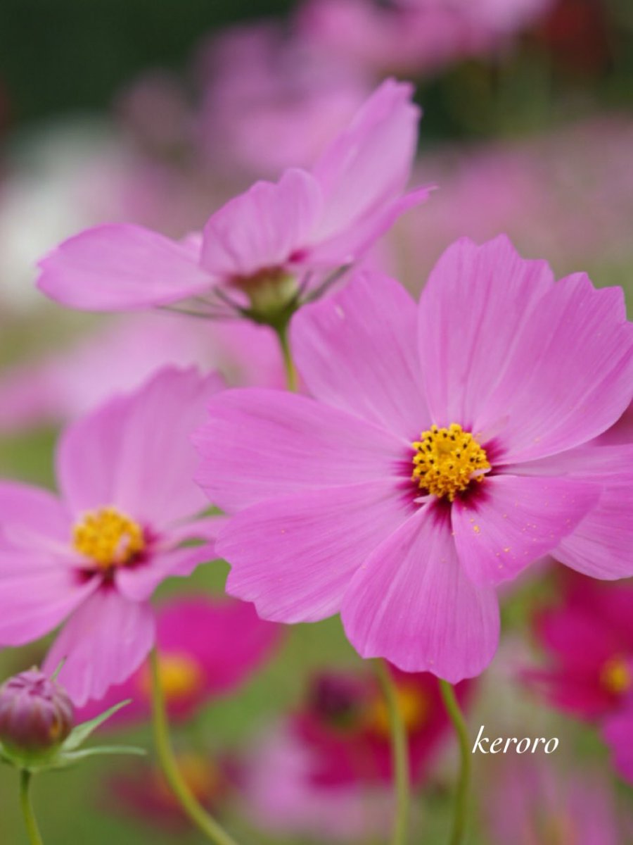 ☀プー☀ ランチ ピックス 4本入り ランチピック お弁当 ピック 串 弁当