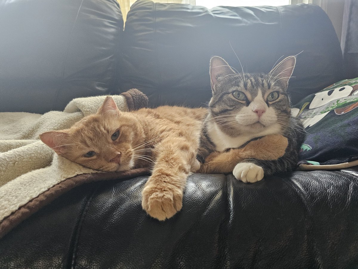 I'd hate to see any of you go without a dose of this love and cuteness in your day. From our house to yours. ❤️ 🐾 

#cat #cats #catpic #catlovers #animallover #CatsOfTwitter