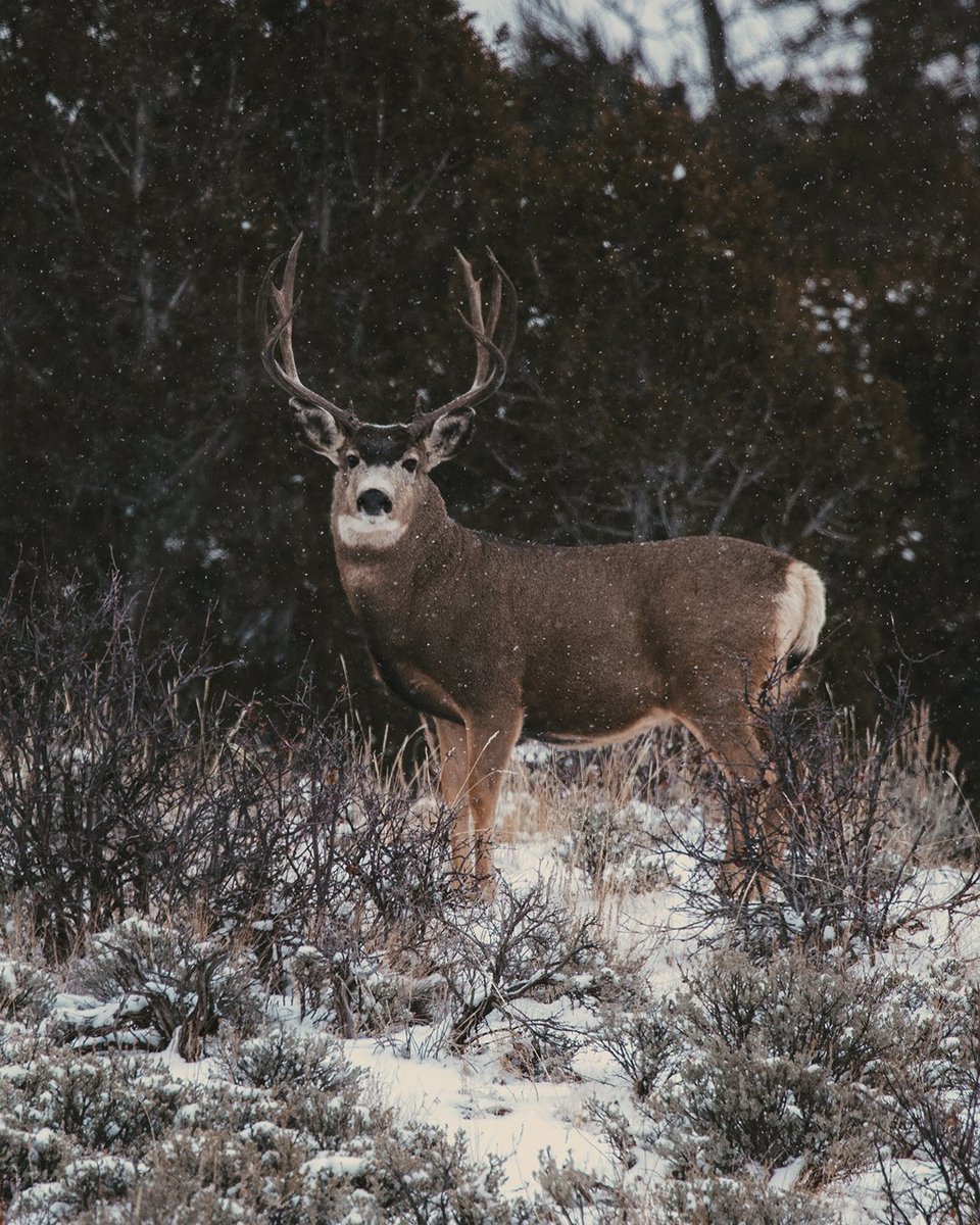 The weekly battle is halfway done. What hunt plans are ya'll getting into this weekend?