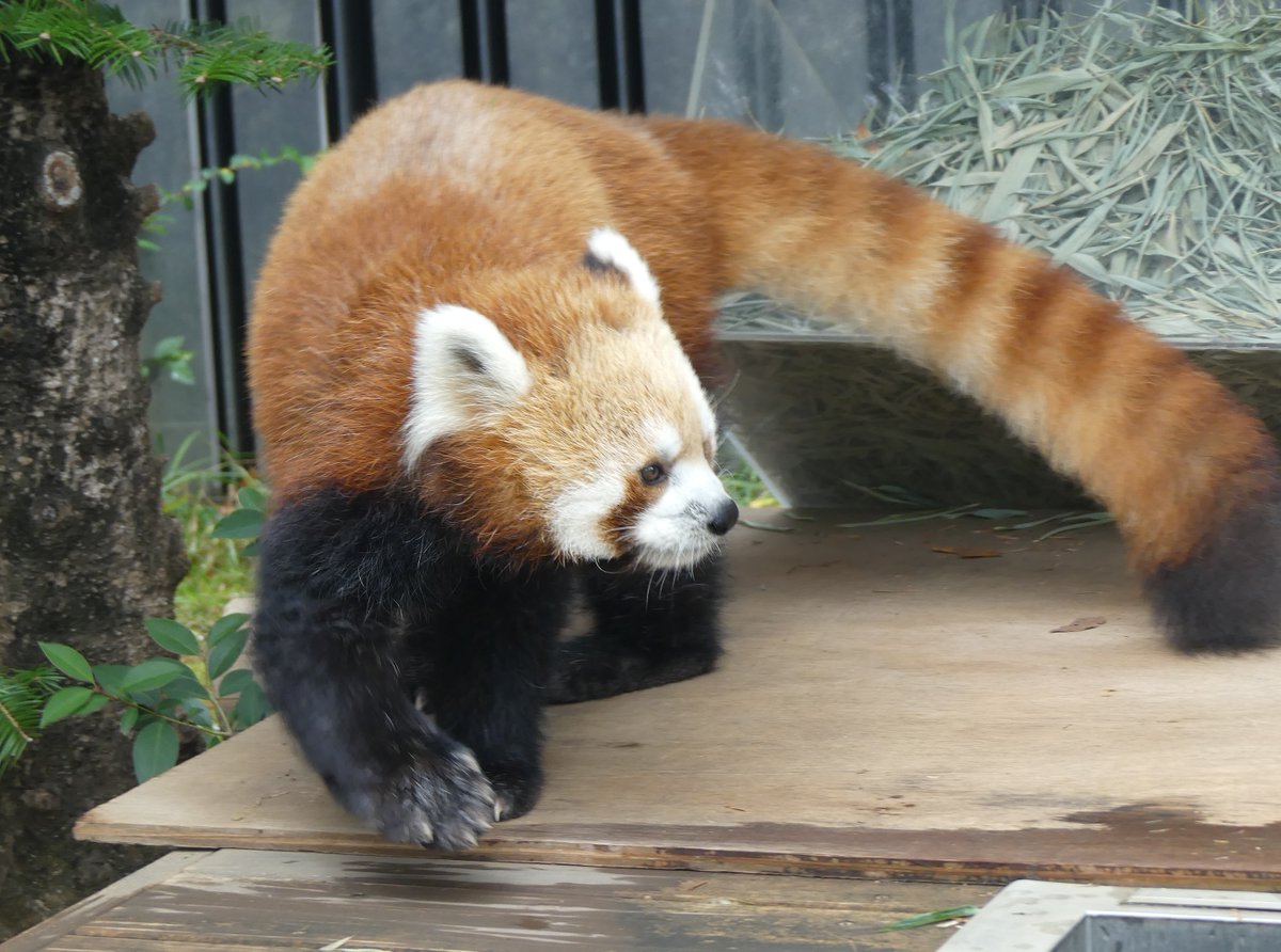 UenoZooGardens's tweet photo. おはようございます。
今朝の動物たちの様子をお届けします。

#シセンレッサーパンダ
#朝の上野動物園 https://t.co/igC2uPNIOy