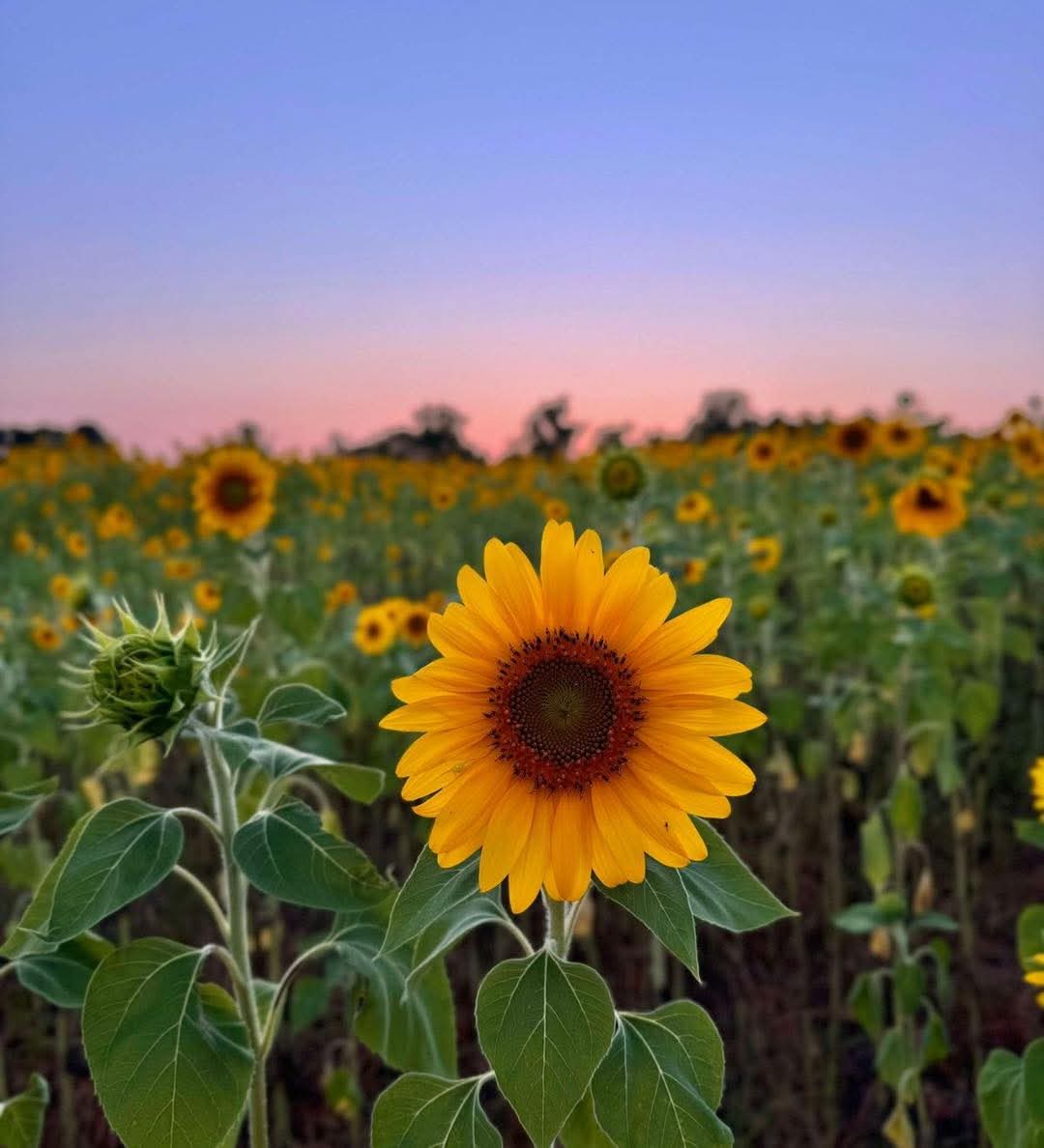 sunflower.🌻🤍 tweet media