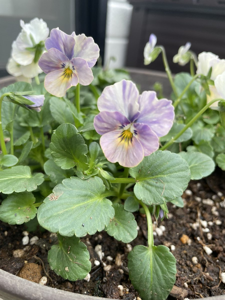 ひ̆̈に̊̈ゃ̂に̊̈ゃ̂ on X