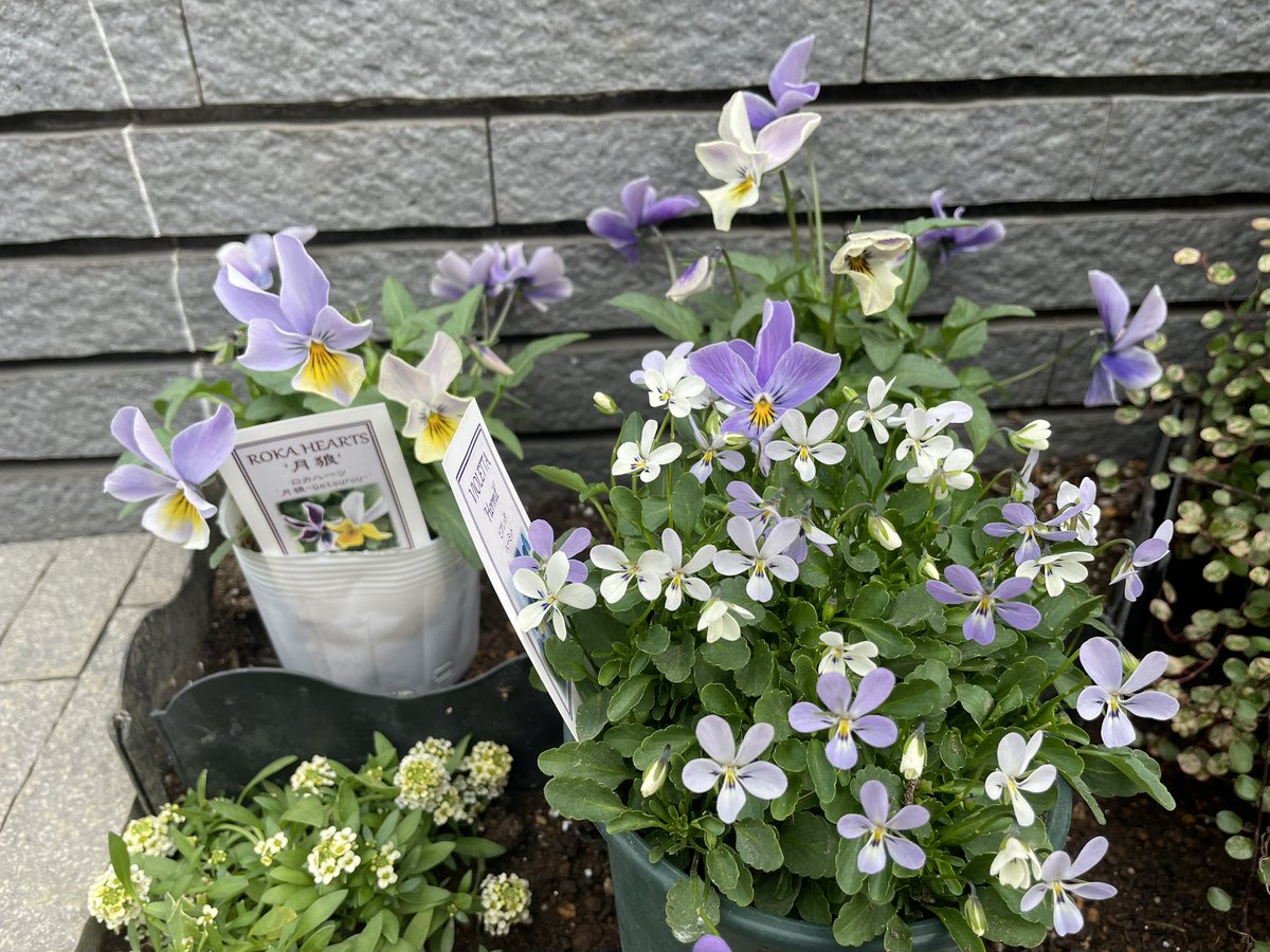 ☆窓花ページです☆ AMBIDEX Store 【予約販売】〇turn flower embroidery フリルブラウス