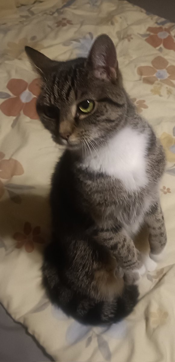 Maya hat mich gerade aufgefordert endlich ins Bett zu gehen. Also dann, gute Nacht und angenehme Träume.🌕🌕🌕🌕