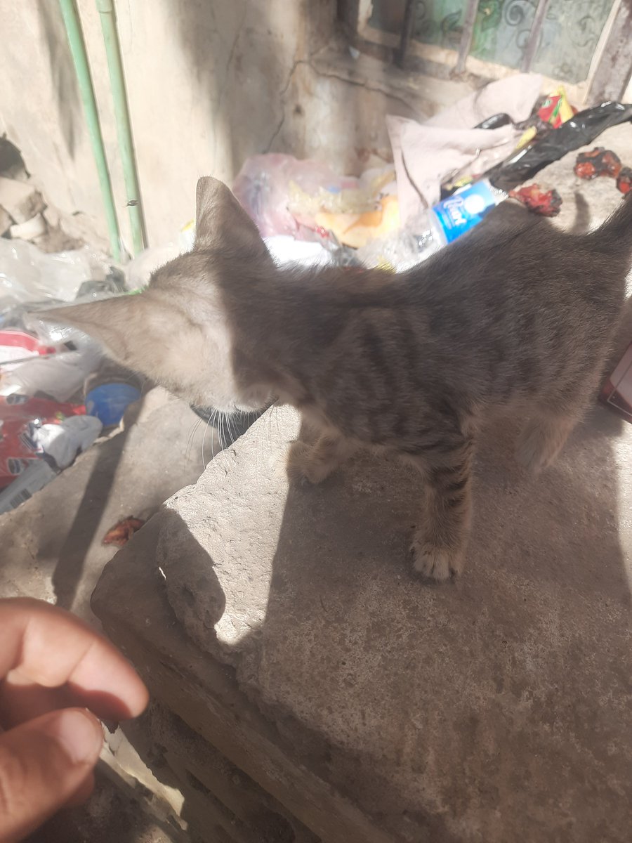 This is fatlod she is a cat(female) she is dumb and she is even tinier then this photo actually portrays her, she is literally so fusing small

....ignore the garbage tho....