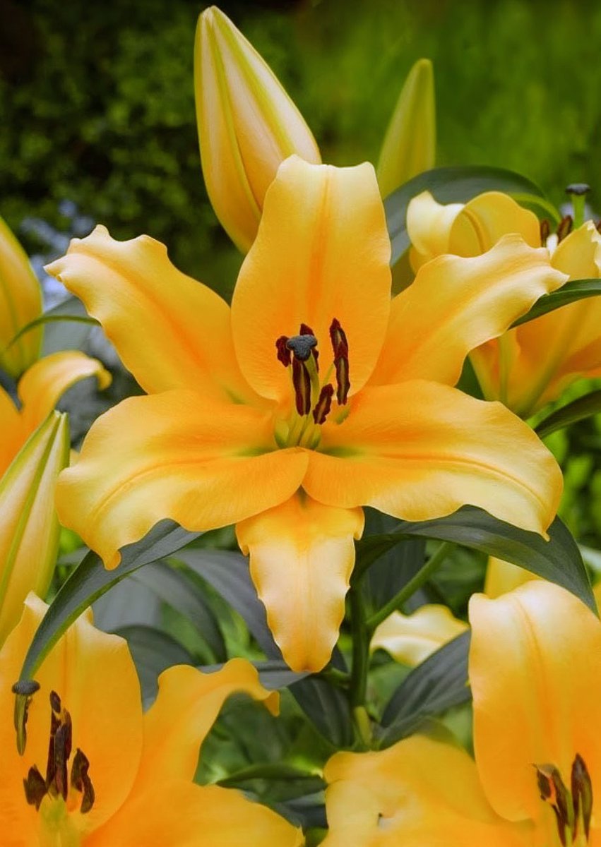 お花III(二連花) ❁102〜111 ワールドフラワー 本店（梶ヶ谷店） on X