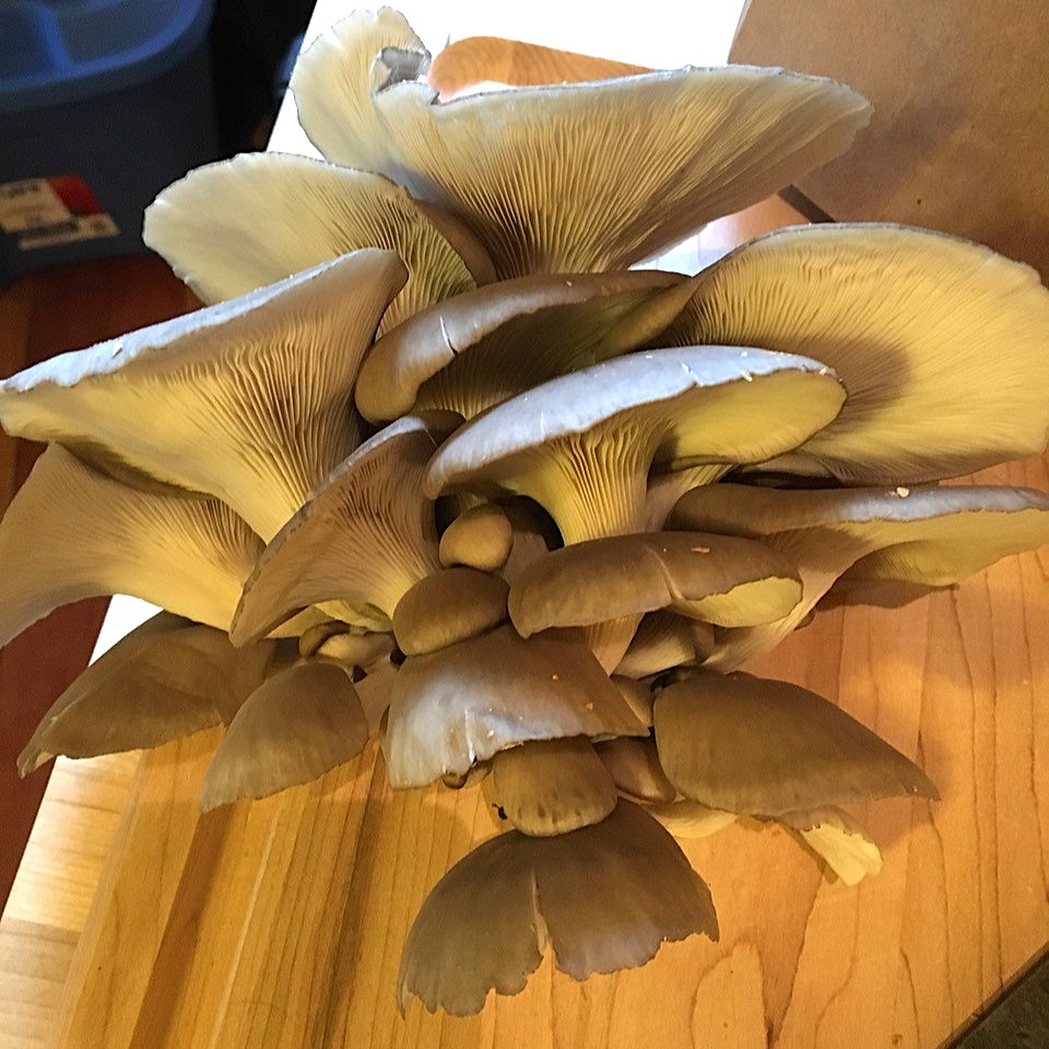 Discover the world of fungi - Local mushroom enthusiast Jason Leane will discuss the dietary and ecological benefits of mushrooms and how to inoculate and grow mushrooms on logs - Saturday November 8, 2pm at the Library - For information contact Mark at mmerlino@prpl.ca