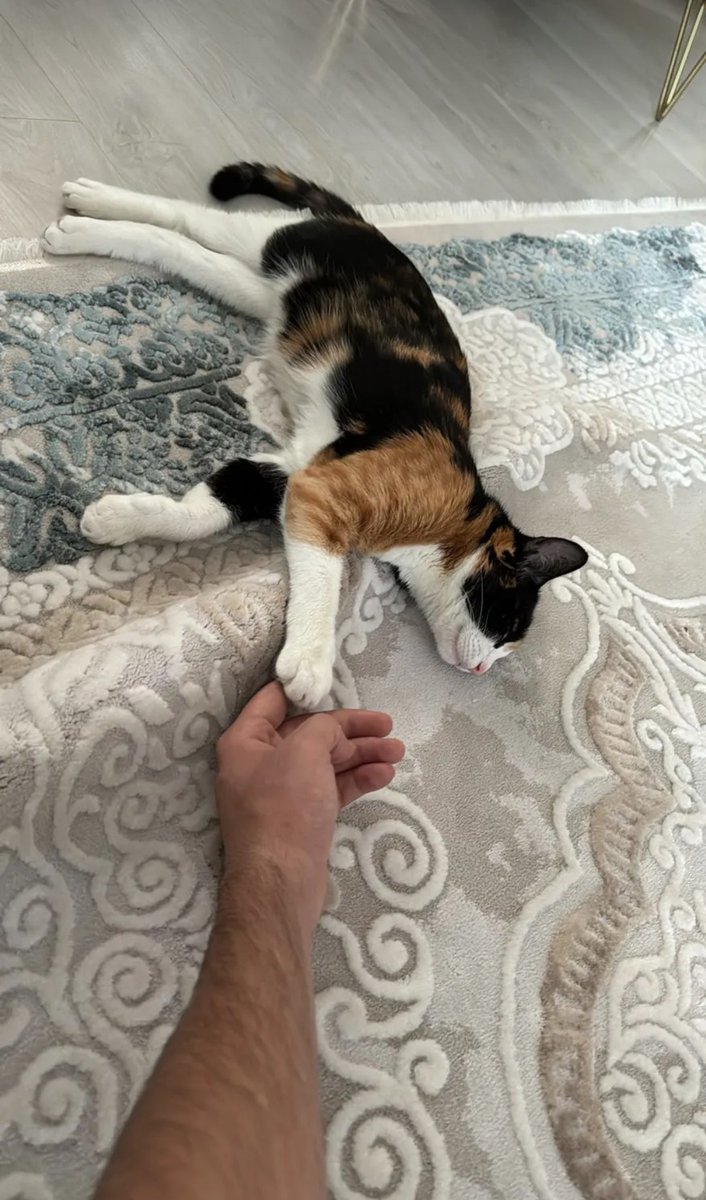 renascortv_'s tweet photo. No words just warmth🐾🫶 https://t.co/LWzFk0Wojh