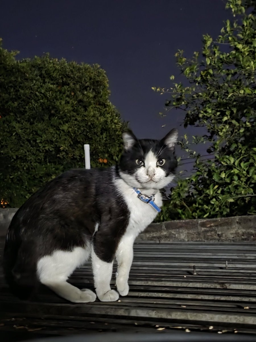 SebaMaestre's tweet image. A este pelotudo lo usaron de molde para inventar el :3