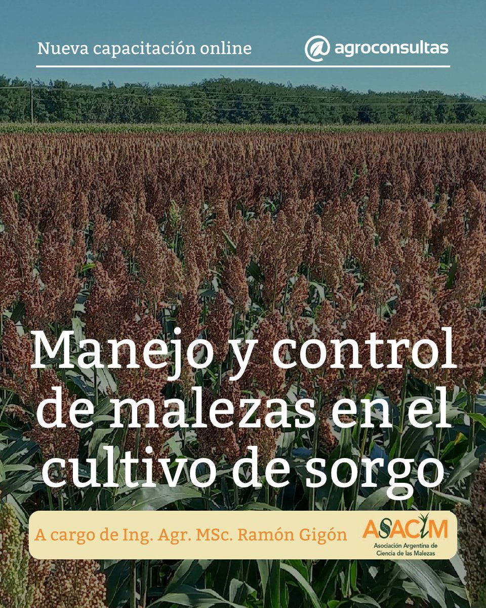 En alianza con <a href="/ASACIM_Malezas/">ASACIM</a> 🤝🏻 lanzamos esta nueva capacitación 🌱🚀 

A cargo de <a href="/GigonRamon/">Ramon Gigon</a>

✅ Manejo y control de malezas en el cultivo de sorgo

Mirala donde, cómo y cuando quieras 👨🏻‍💻

👉🏻 agroconsultas.online/HHB2ps

Suscribite ahora mismo 😉💚

#capacitateenagroconsultas