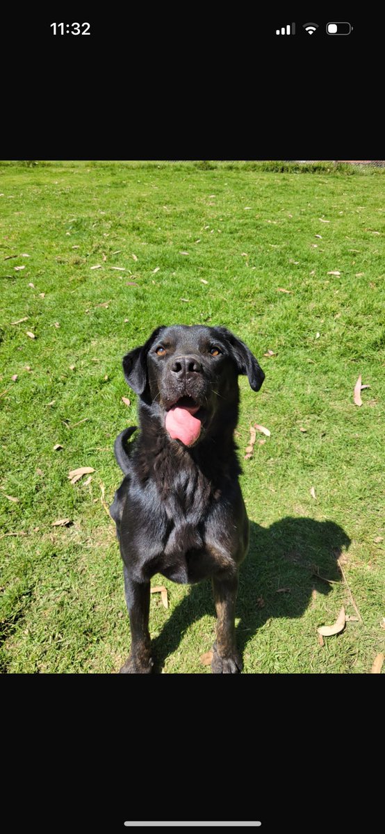 Todas estas sonrisas las han puesto ustedes en las caritas de todos nuestros animalitos 🥹🩵🐾✨

Y las queremos compartir con ustedes, por que sin su apoyo NO sería posible transformar tristeza en alegría y sufrimiento en amor.

Gracias comunidad Toby, por ser así de increíble e