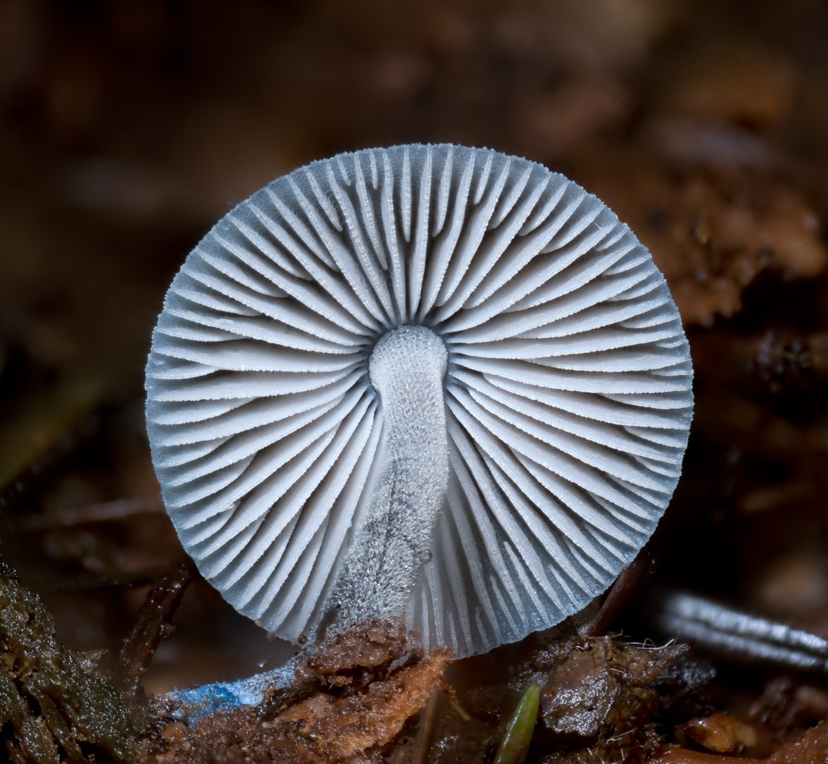 Alan Rockefeller tweet media