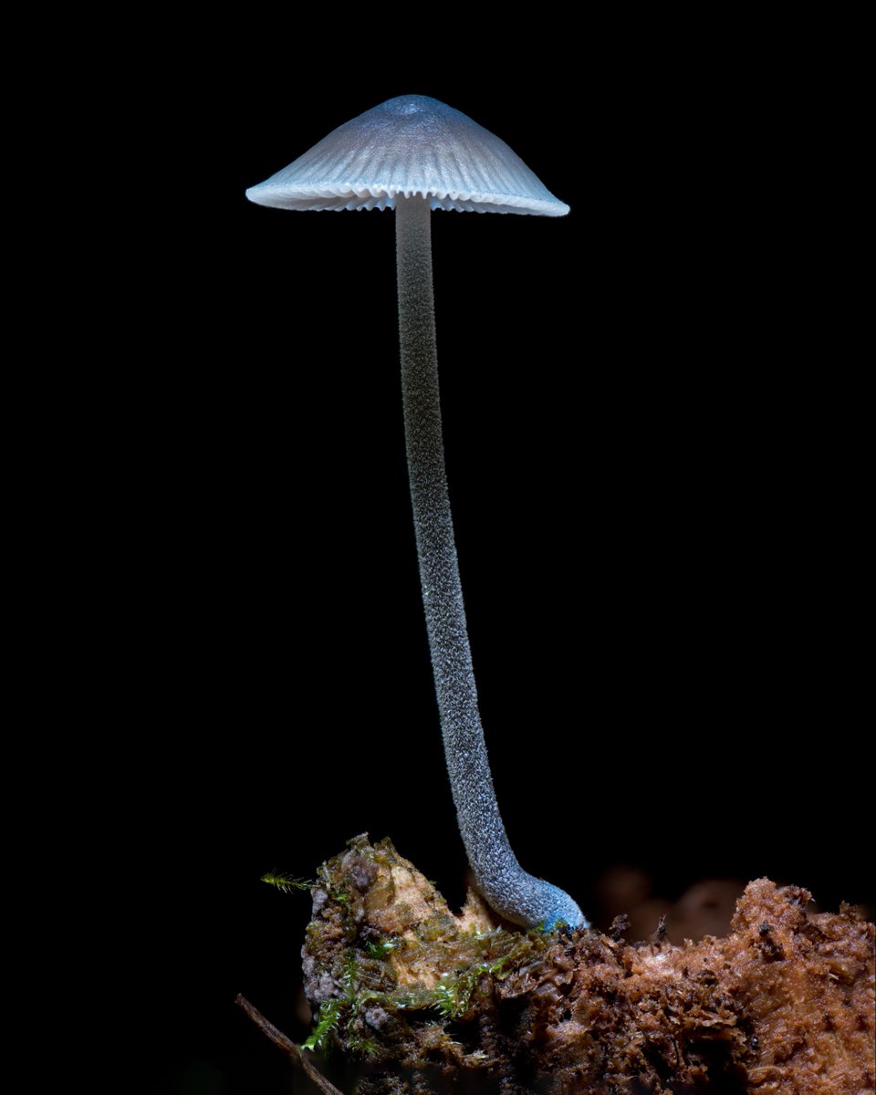 Alan Rockefeller tweet media