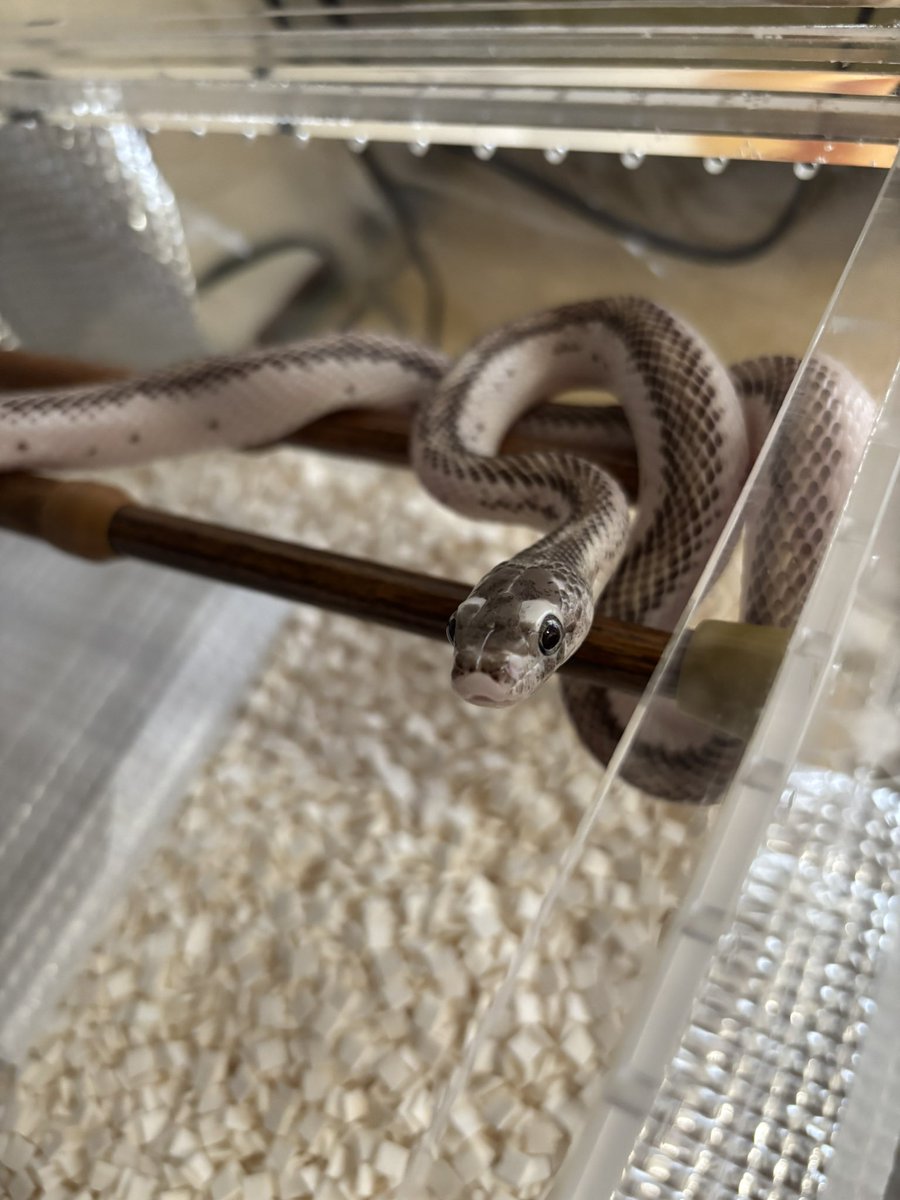 mintchoco@おへび部屋𓆙𖤣𖥧𖥣𖡡𖥧𖤣 (@nyoro6mama) / Posts / X