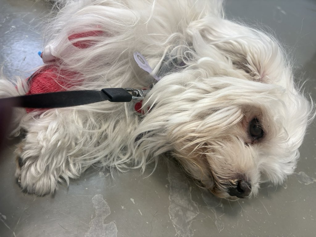 Eva_RMCF tweet media