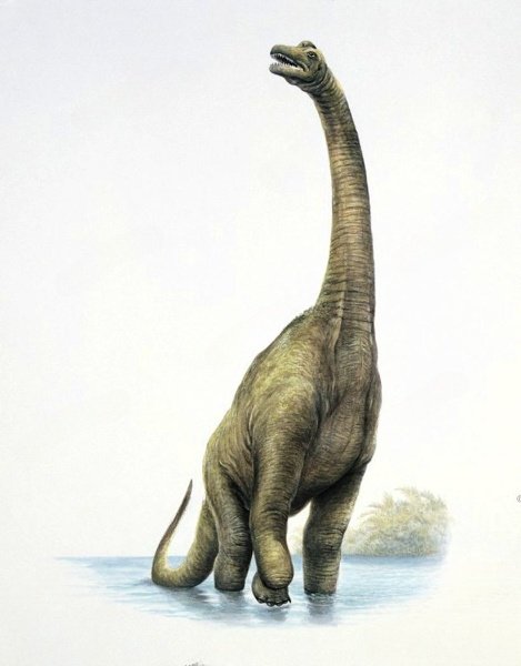 dinonostalgia's tweet photo. Ultrasaurus, the ultra lizard, is a sauropod dinosaur from the Early Cretaceous of South Korea. 

It lived from 110 to 100 million years ago and could grow to 30 meters in length. https://t.co/zbxB7uVppq