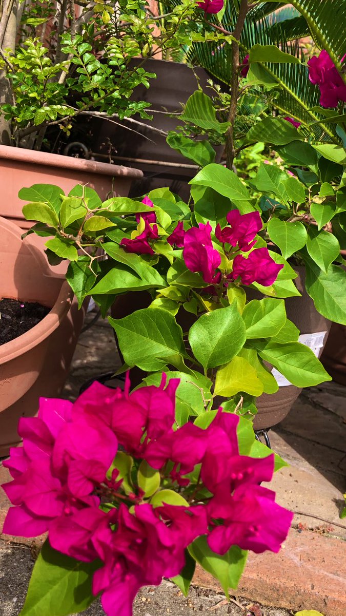 ブーゲンビリア② KUTOOK セレナC27 後期 セレナe-power パーツ リアバンパーカバー