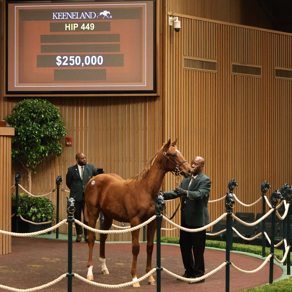 spendthriftfarm's tweet photo. This colt from the first crop of 3-time G1 winner TAIBA hammered for $250,000 to En Fuego Stables on Wednesday at @keenelandsales.
Bred by Delia Nash, the strapping chestnut weanling was consigned by Garrencasey Sales. π #TheTopGun #BuiltToFly βοΈ
