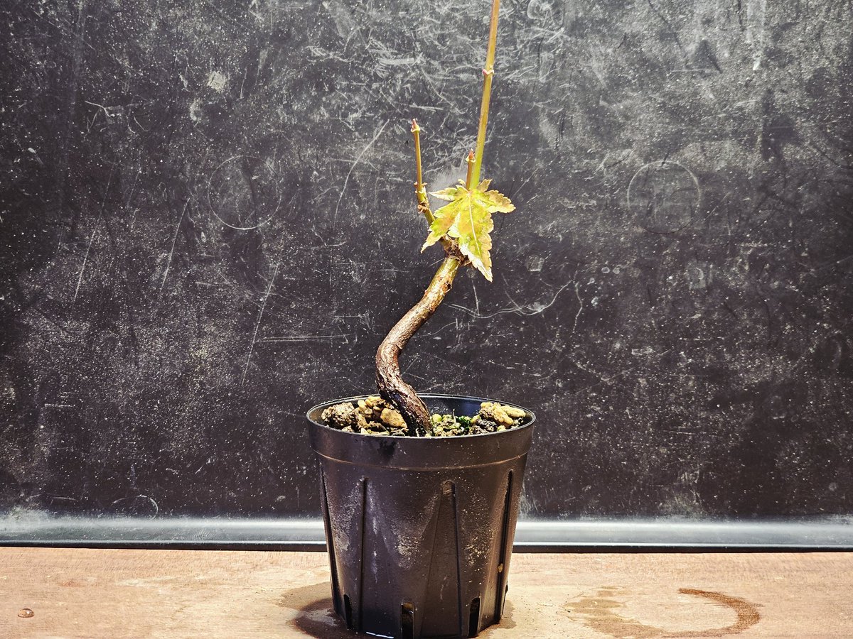 お父さん@(๑'ڡ'๑)୨♡ on X