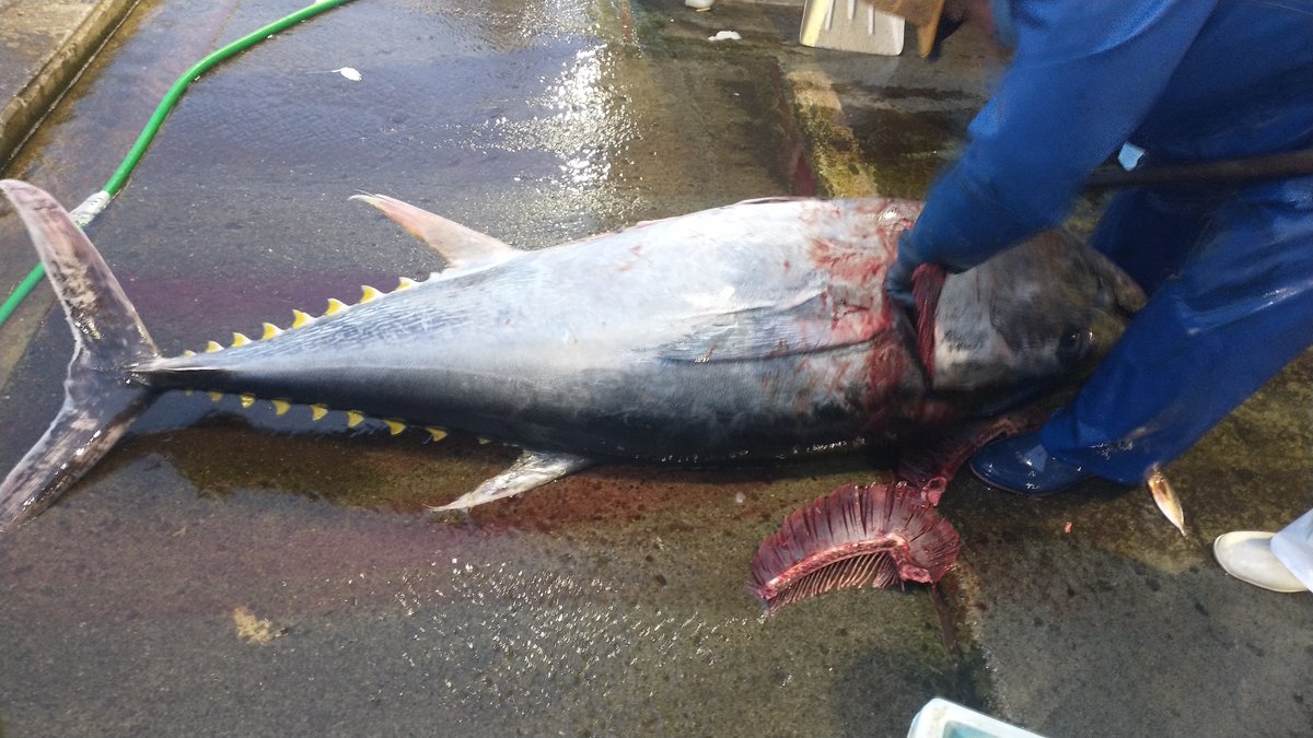 manazurugyokyo's tweet image. クロマグロ

クロみたいだけどキハダにも見えるねえ…なんて私ら。

魚屋さんに訊いたら、クロと即答でした😅