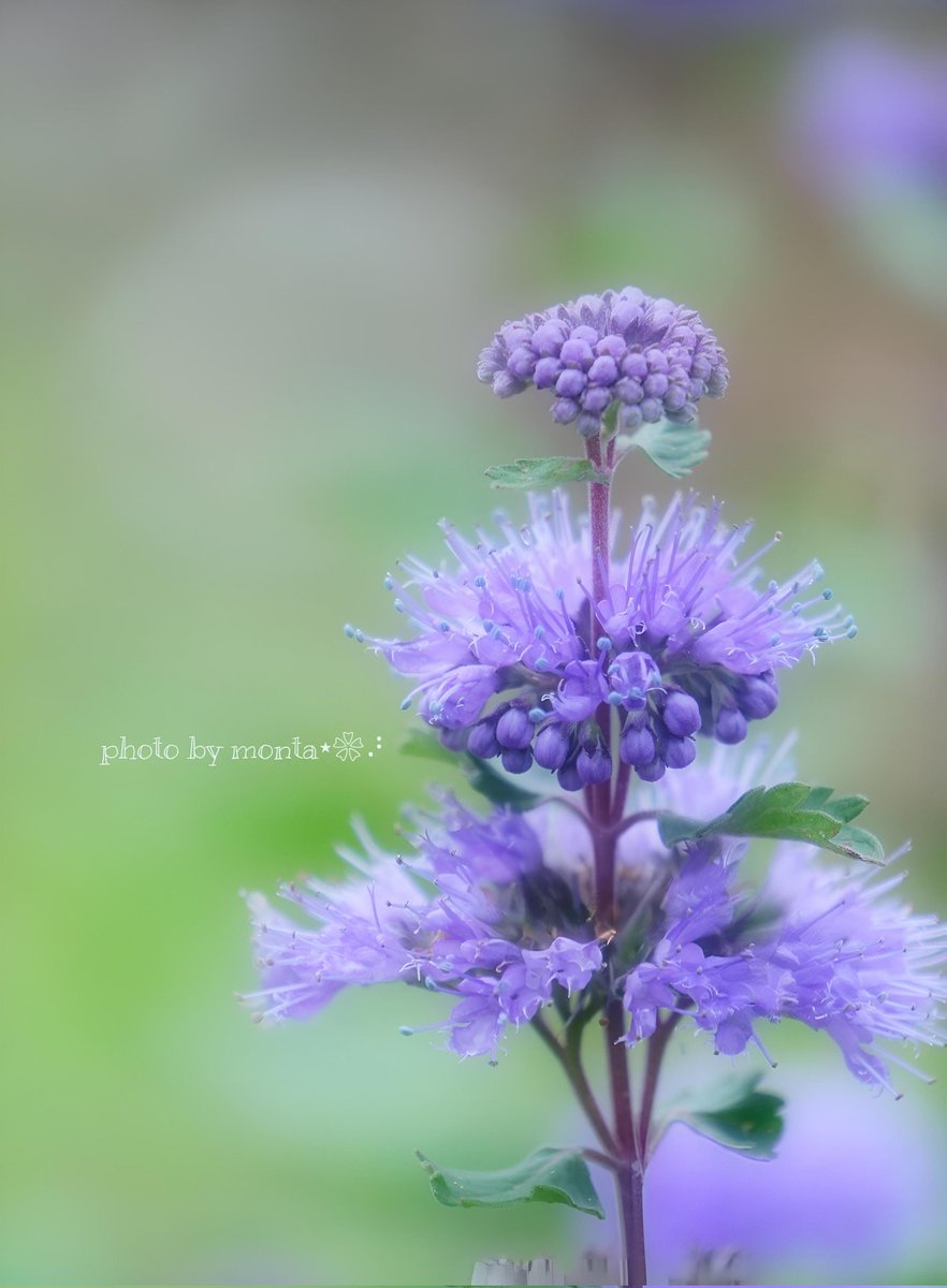 もんた❀𓂂𓏲 (@monta_photo) / Posts / X