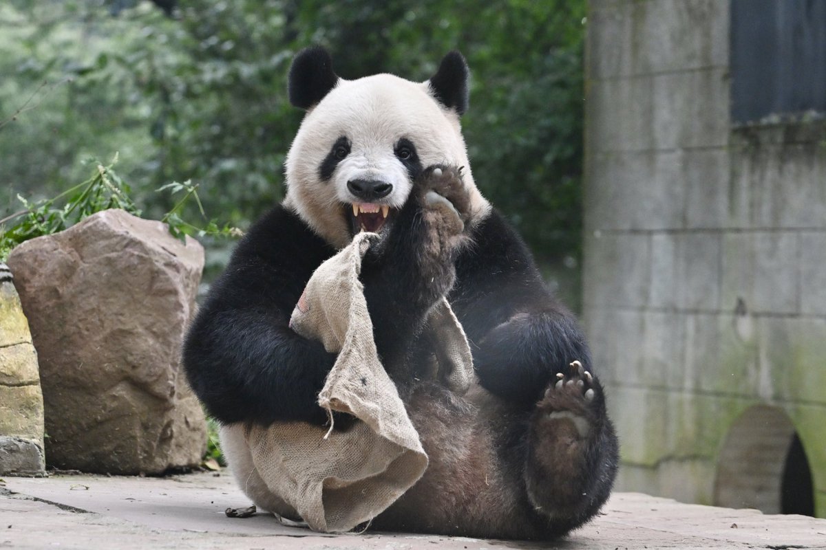 早上好☺️
3歳のシャンシャンと8歳の香香👸変わっていなくてずっとかわいい🤗
2019.11上野動物園 2025.10雅安碧峰峡熊猫基地